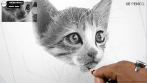 How to Draw a Realistic Cat step 6