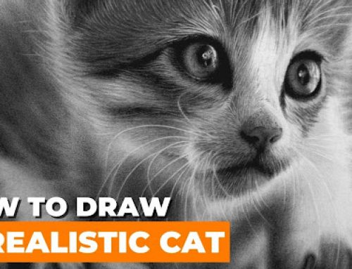 How to Draw a Realistic Cat